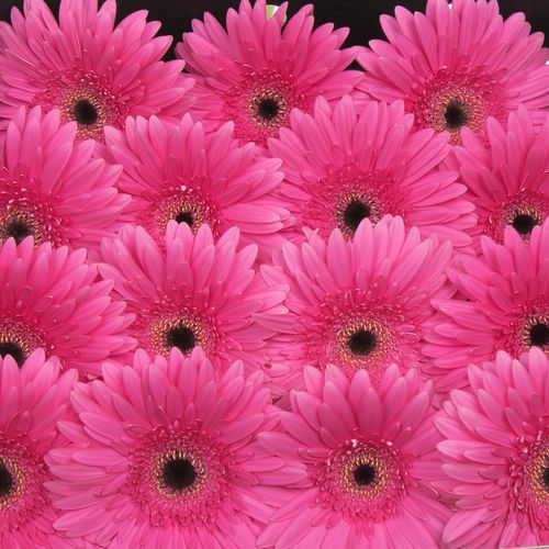 Gerbera pink Madeira