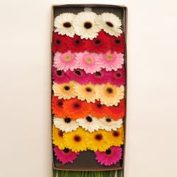 Germini mix Farbe (Karton)