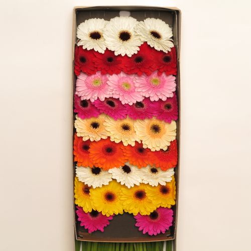 Germini mix Farbe (Karton)