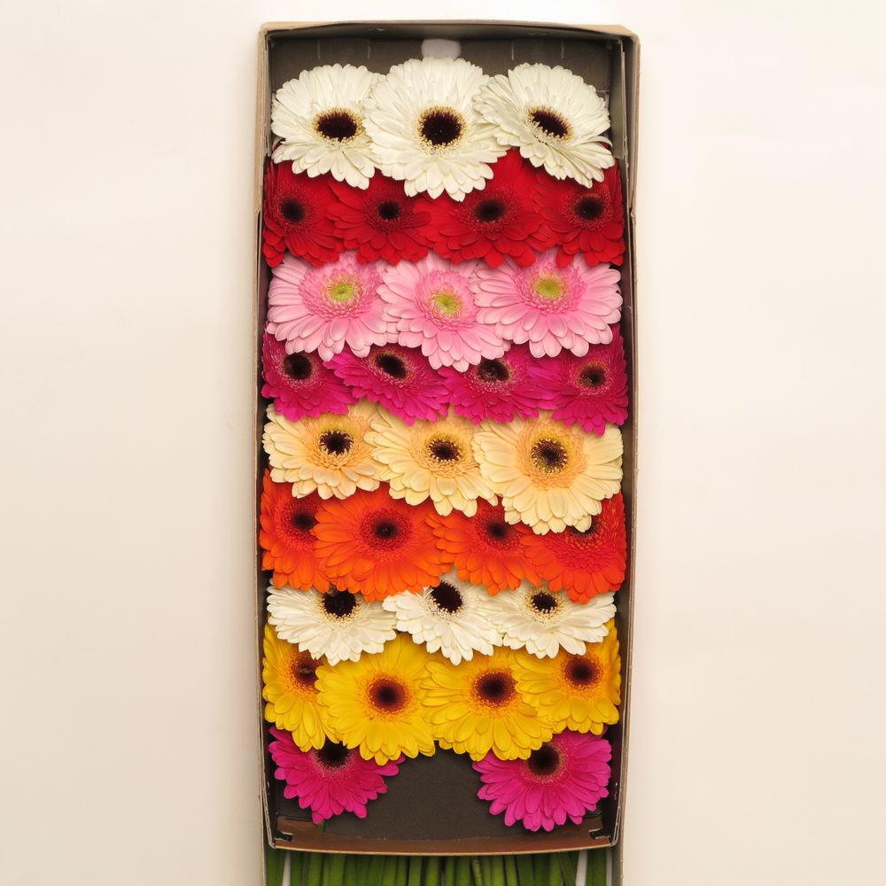Germini mix Farbe (Karton)
