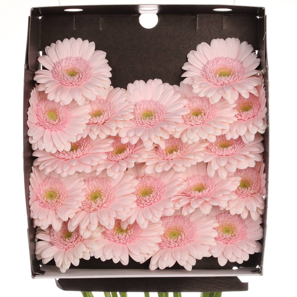 Germini hell rosa Bridal