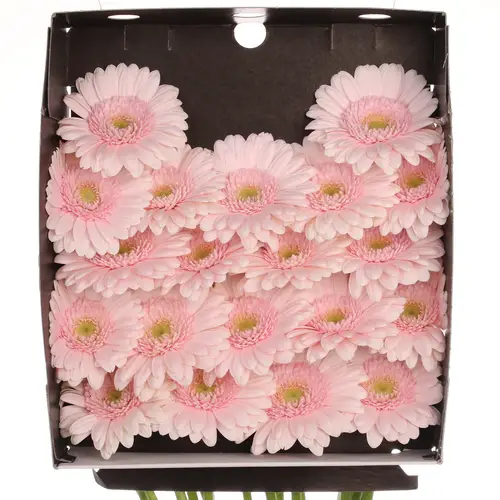 Germini hell rosa Bridal