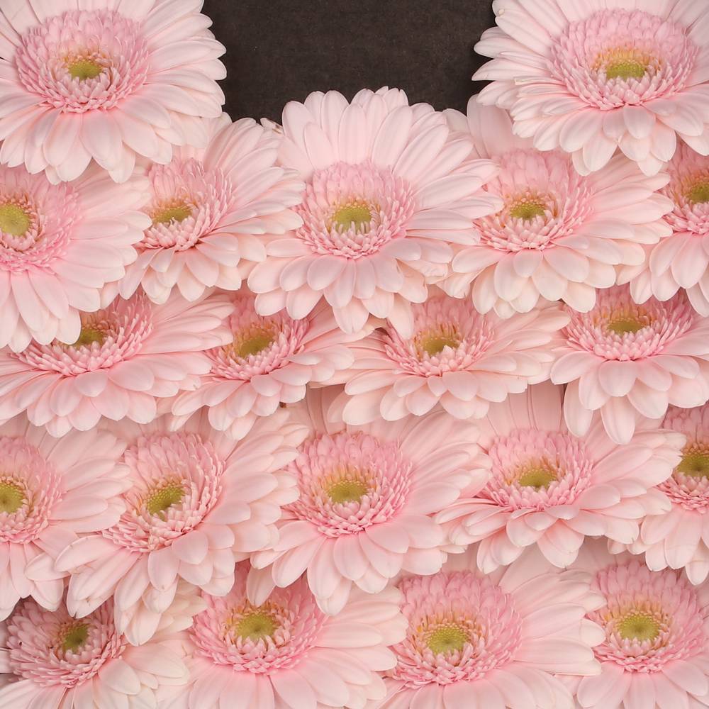 Germini hell rosa Bridal