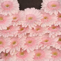 Germini hell rosa Bridal