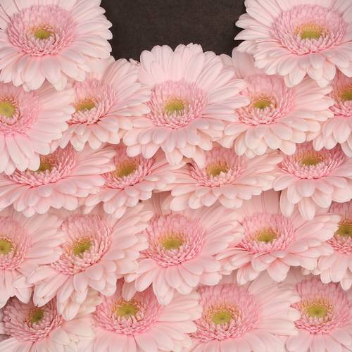 Germini hell rosa Bridal