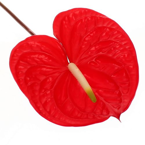 Anthurium rot Eterno Blüte 9cm