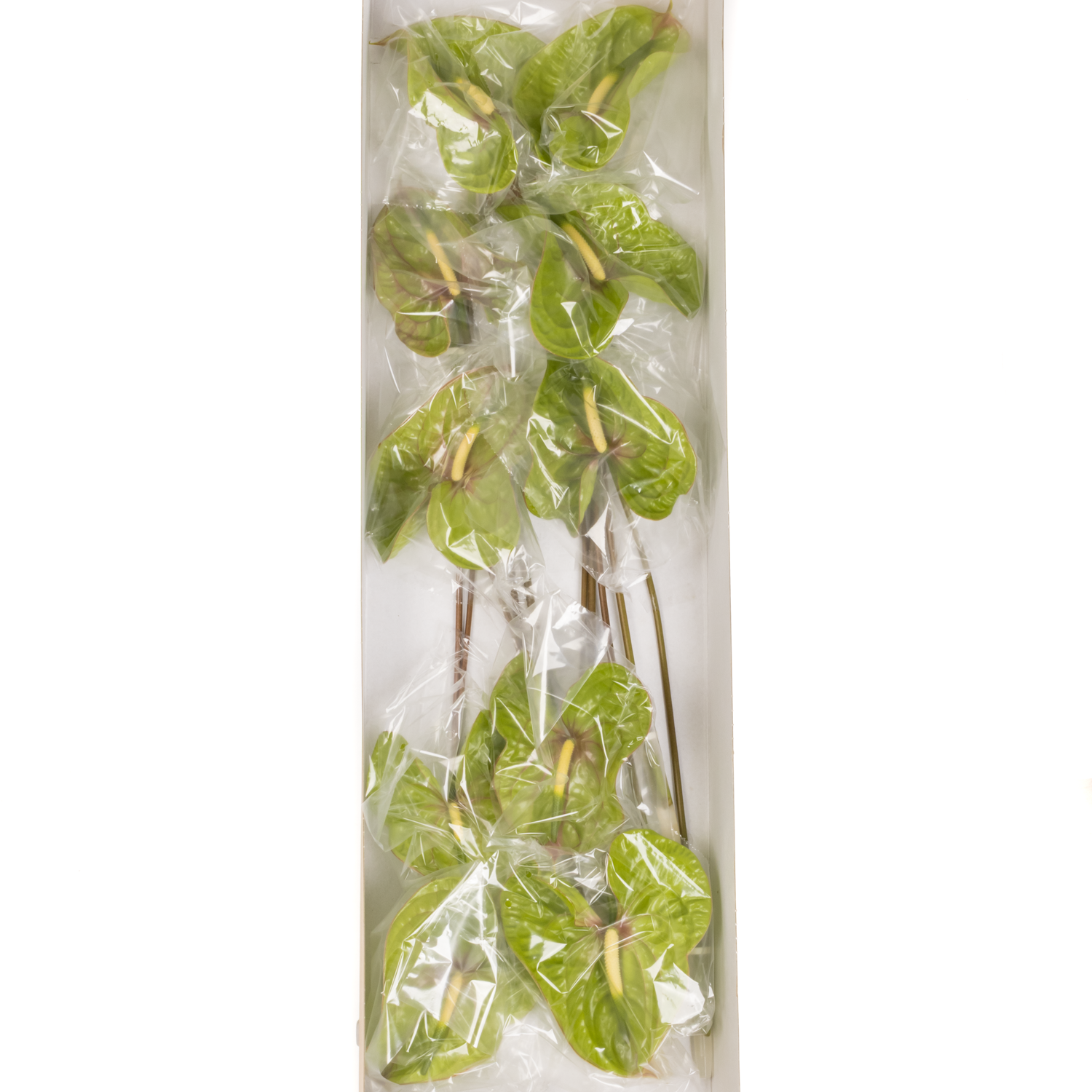 Anthurium grün Elexer Blüte 15cm