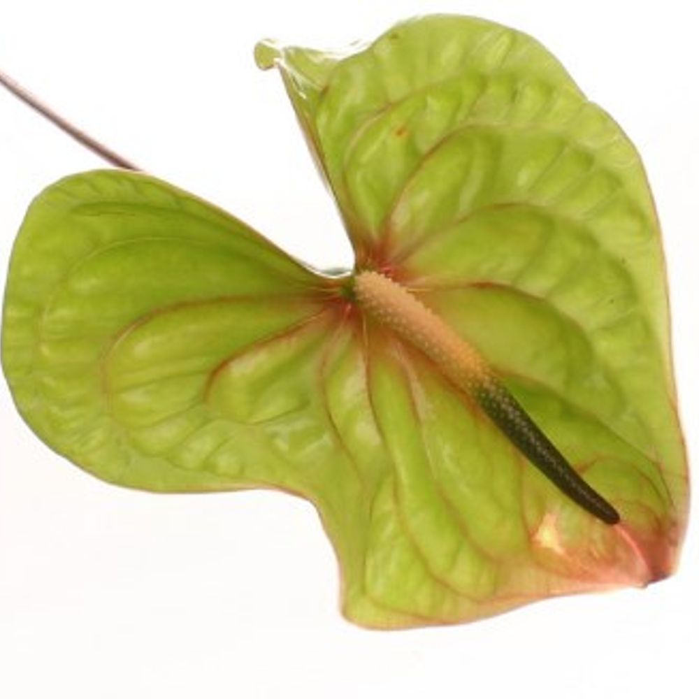 Anthurium grün Elexer Blüte 15cm