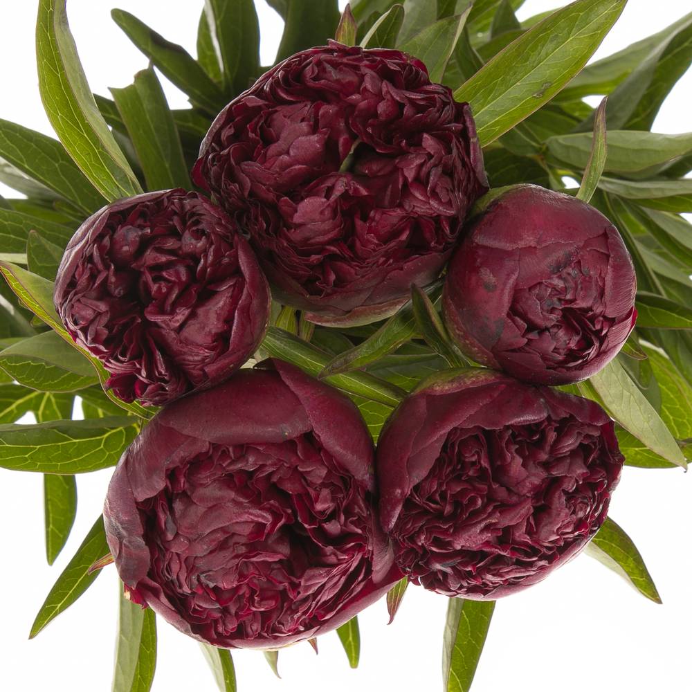 Pfingstrose rot Grace 50cm