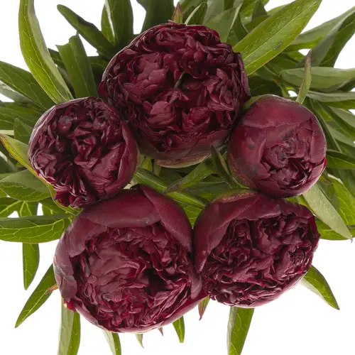 Pfingstrose rot Grace 50cm