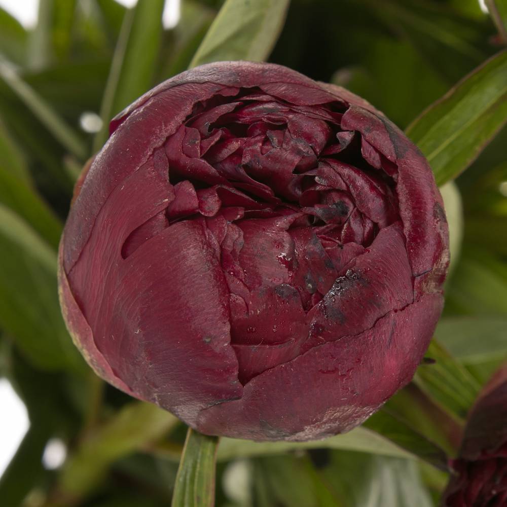 Pfingstrose rot Grace 50cm