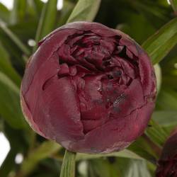 Pfingstrose rot Grace 50cm