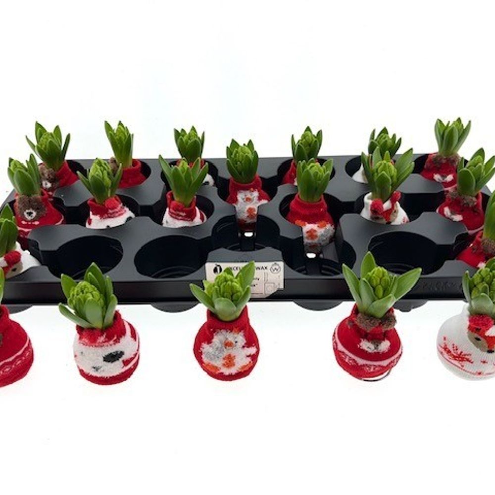 Hyac.Bol Wachs Christmas Socks mix Bl. H8