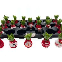 Hyac.Bol Wachs Christmas Socks mix Bl. H8