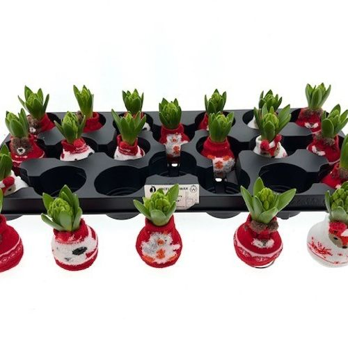 Hyac.Bol Wachs Christmas Socks mix Bl. H8