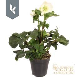 Helleborus Winter Ballet weiss Grossbl. T13 H050