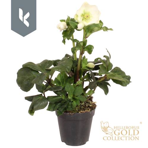 Helleborus Winter Ballet weiss Grossbl. T13 H050