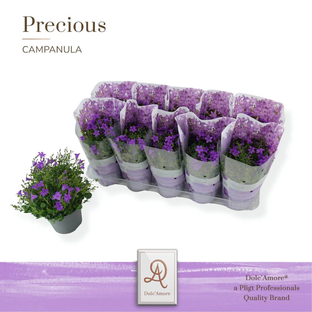 Campanula lila Dolc Amore T12 H022