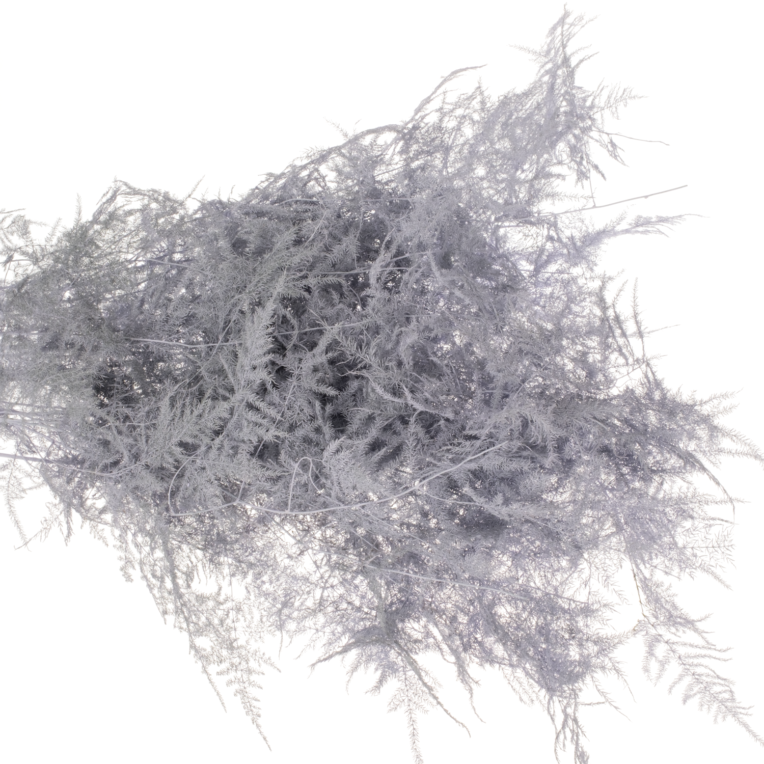 Plumosus milka gefärbt 85cm (x25)