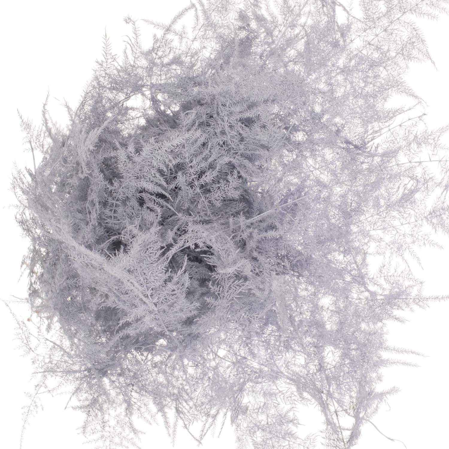 Plumosus milka gefärbt 85cm (x25)