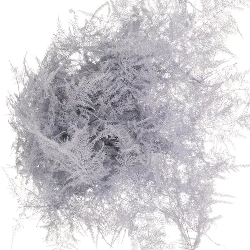 Plumosus milka gefärbt 85cm (x25)