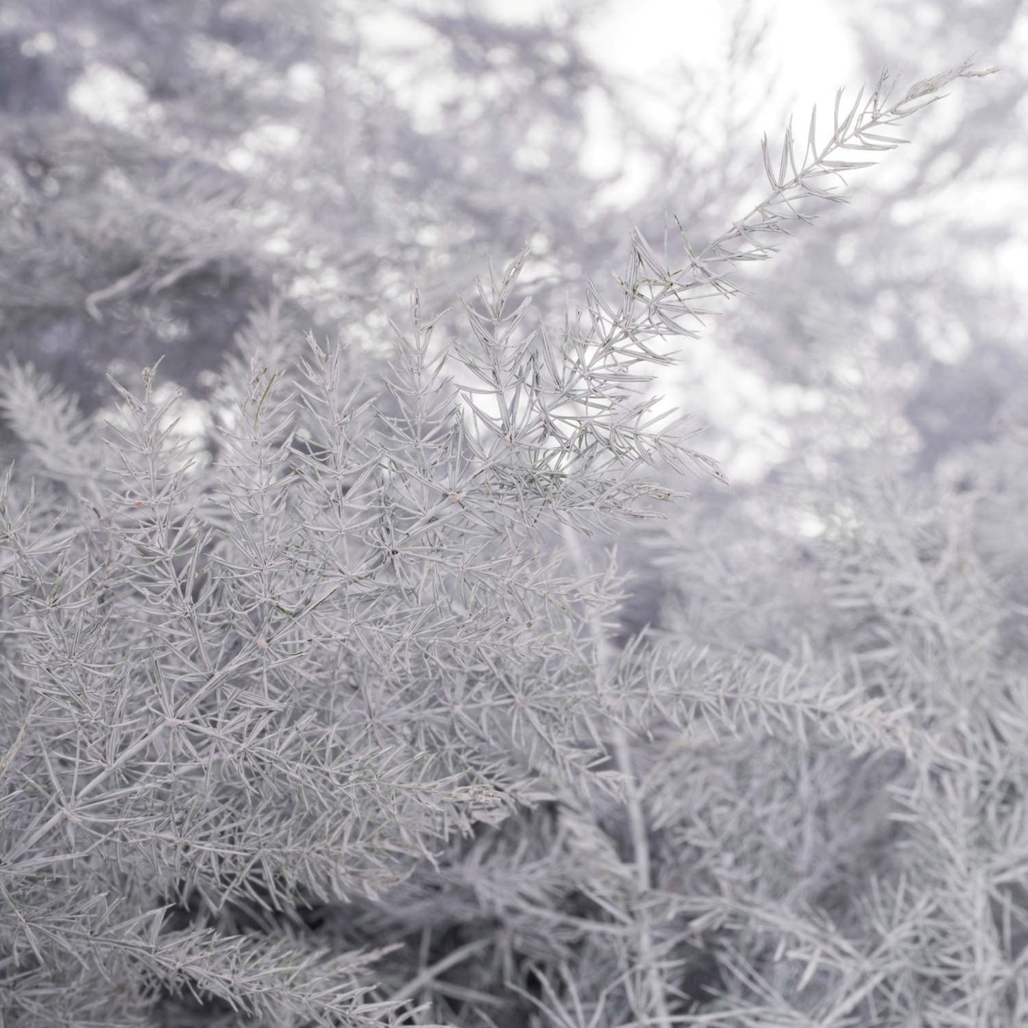 Plumosus milka gefärbt 85cm (x25)