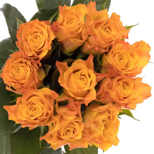 Rose orange Marie Claire 70cm