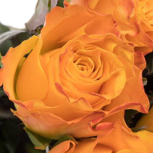 Rose orange Marie Claire 70cm