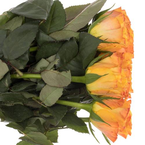 Rose orange Marie Claire 70cm