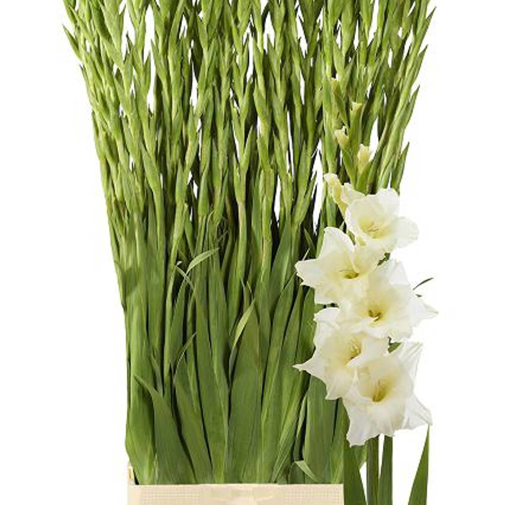 Gladiole creme Speed Date 115 cm Extra lang