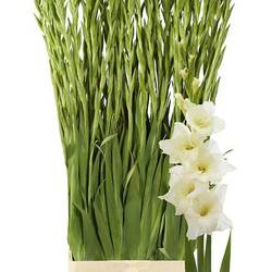 Gladiole creme Speed Date 115 cm Extra lang