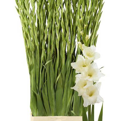 Gladiole creme Speed Date 115 cm Extra lang