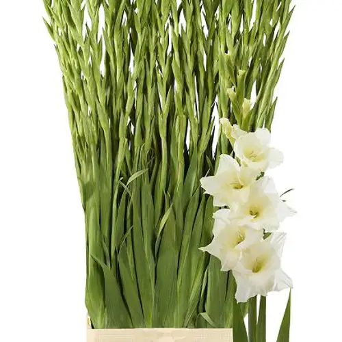 Gladiole creme Speed Date 115 cm Extra lang