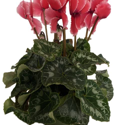 Cyclame dunkelrosa Halios Curly Litchi T13 H030