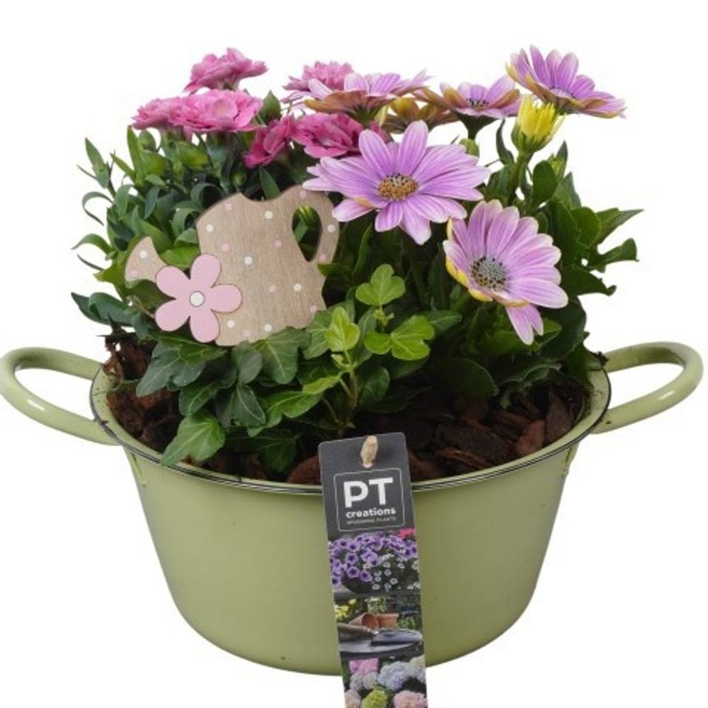 Garten.Arr PTPP6845 T19 H023