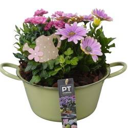 Garten.Arr PTPP6845 T19 H023
