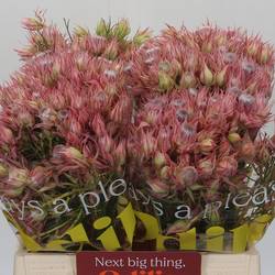 Serriria rosa Shooting Star 40cm 4-6 Blüte