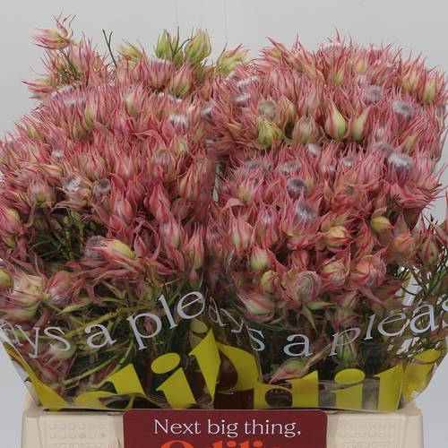 Serriria rosa Shooting Star 40cm 4-6 Blüte