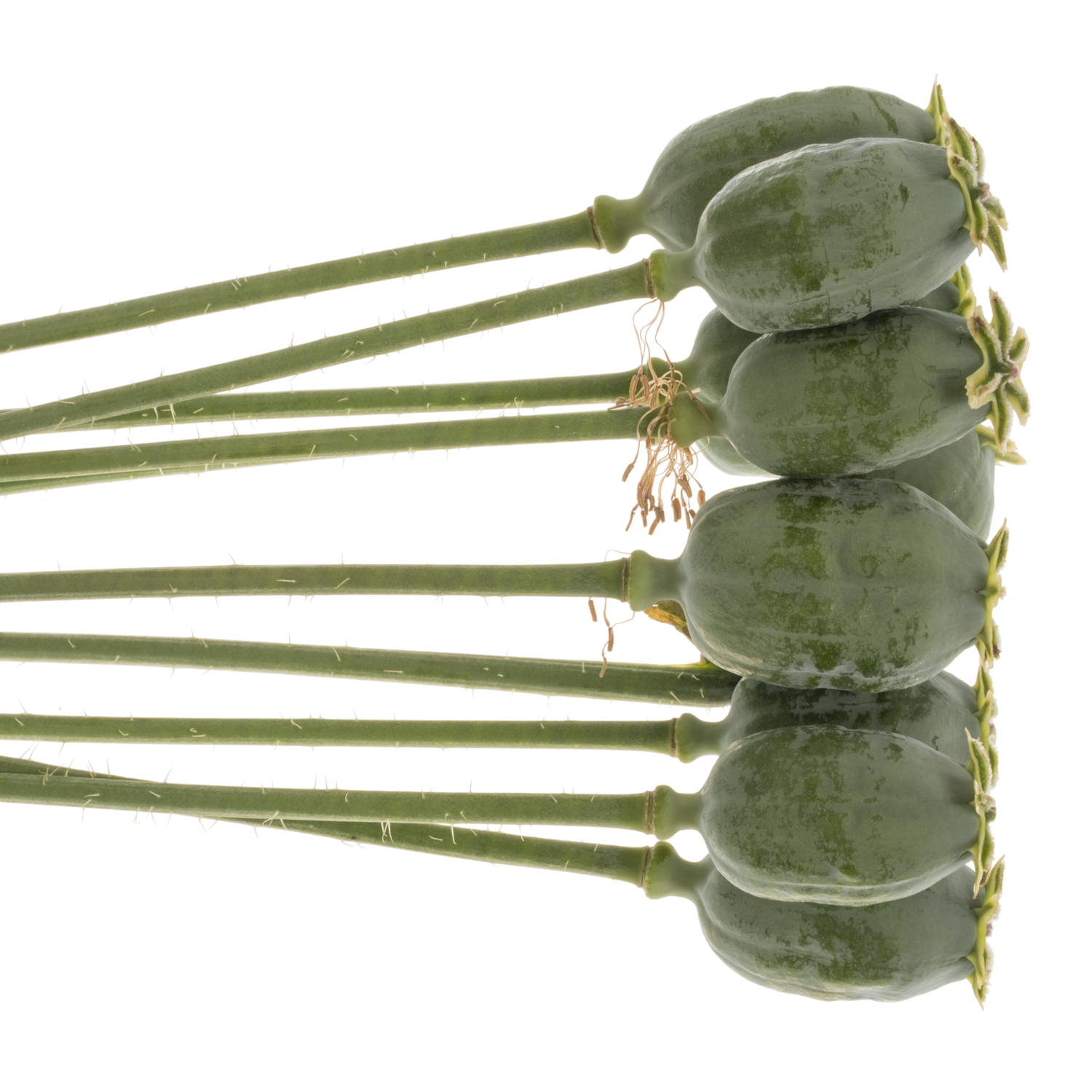 Mohn Papaver grün Klein 60cm