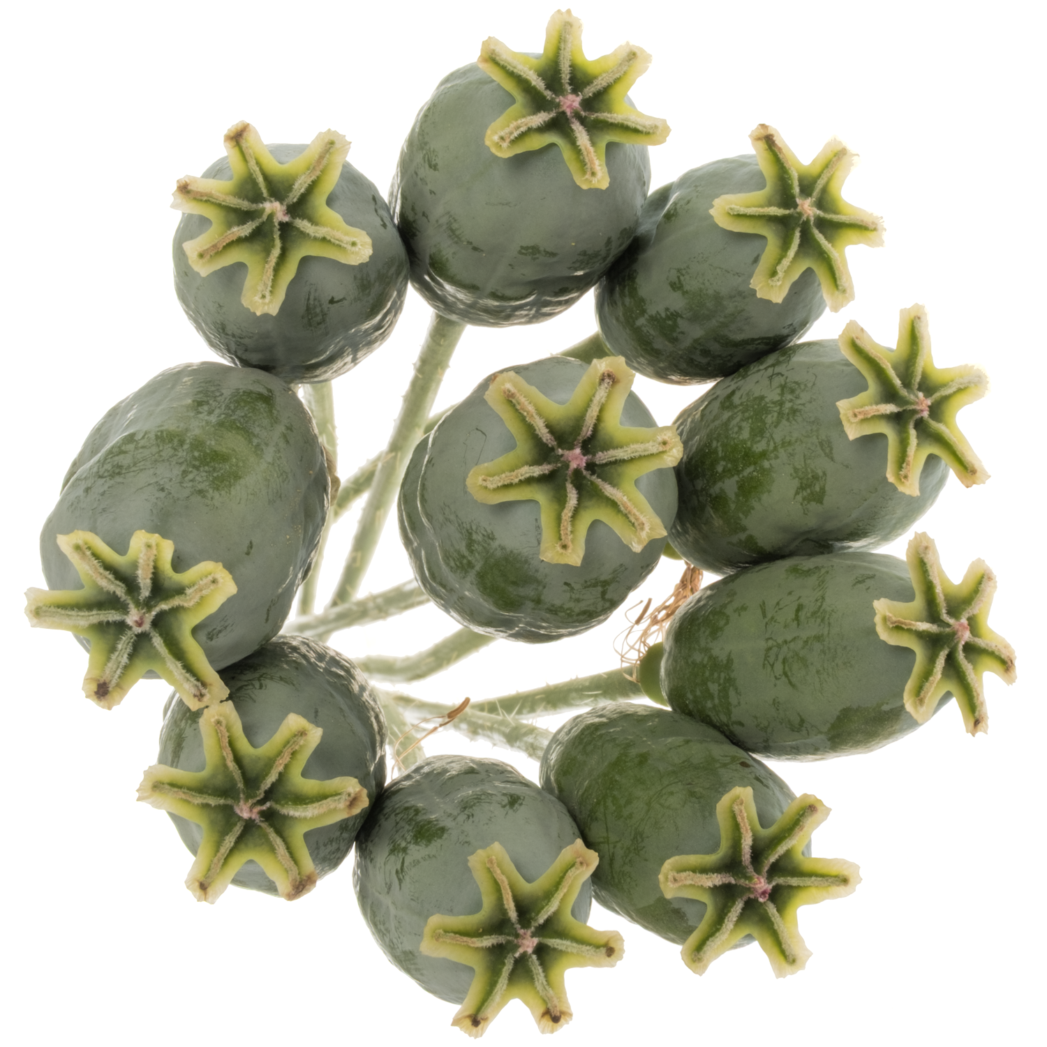 Mohn Papaver grün Klein 60cm