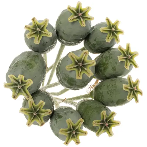 Mohn Papaver grün Klein 60cm