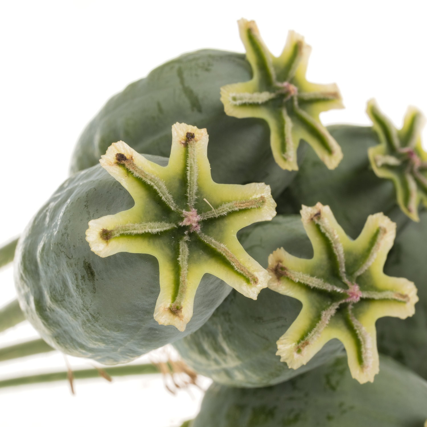 Mohn Papaver grün Klein 60cm