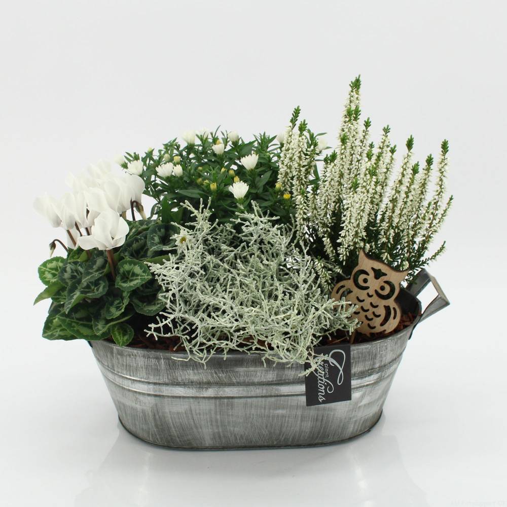Garten.Arr-2544 Herbst T32 H030