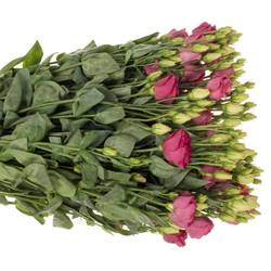 Lisianthus rot Rosita Waalzicht