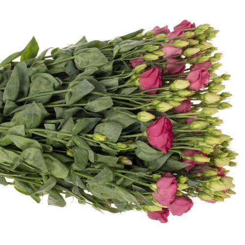 Lisianthus rot Rosita Waalzicht