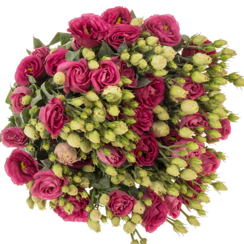 Lisianthus rot Rosita Waalzicht