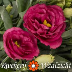 Lisianthus rot Rosita Waalzicht