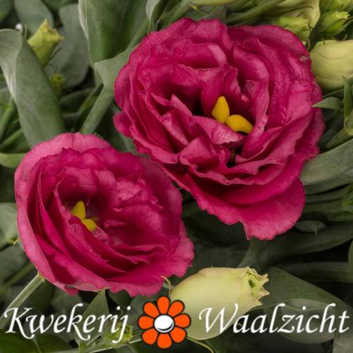 Lisianthus rot Rosita Waalzicht