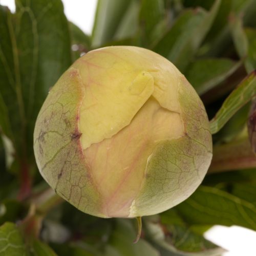 Pfingstrose creme Claire 40cm