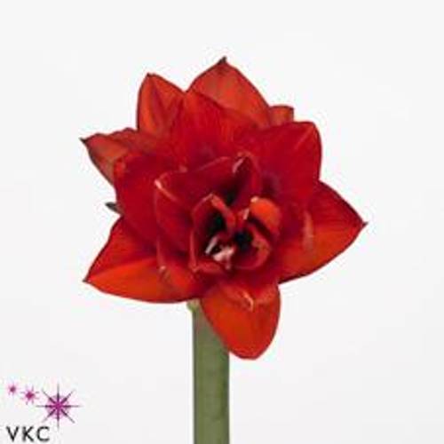 Amaryllis Krt.rot gefüllt Double King X10